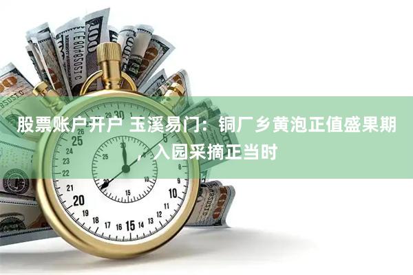 股票账户开户 玉溪易门：铜厂乡黄泡正值盛果期，入园采摘正当时